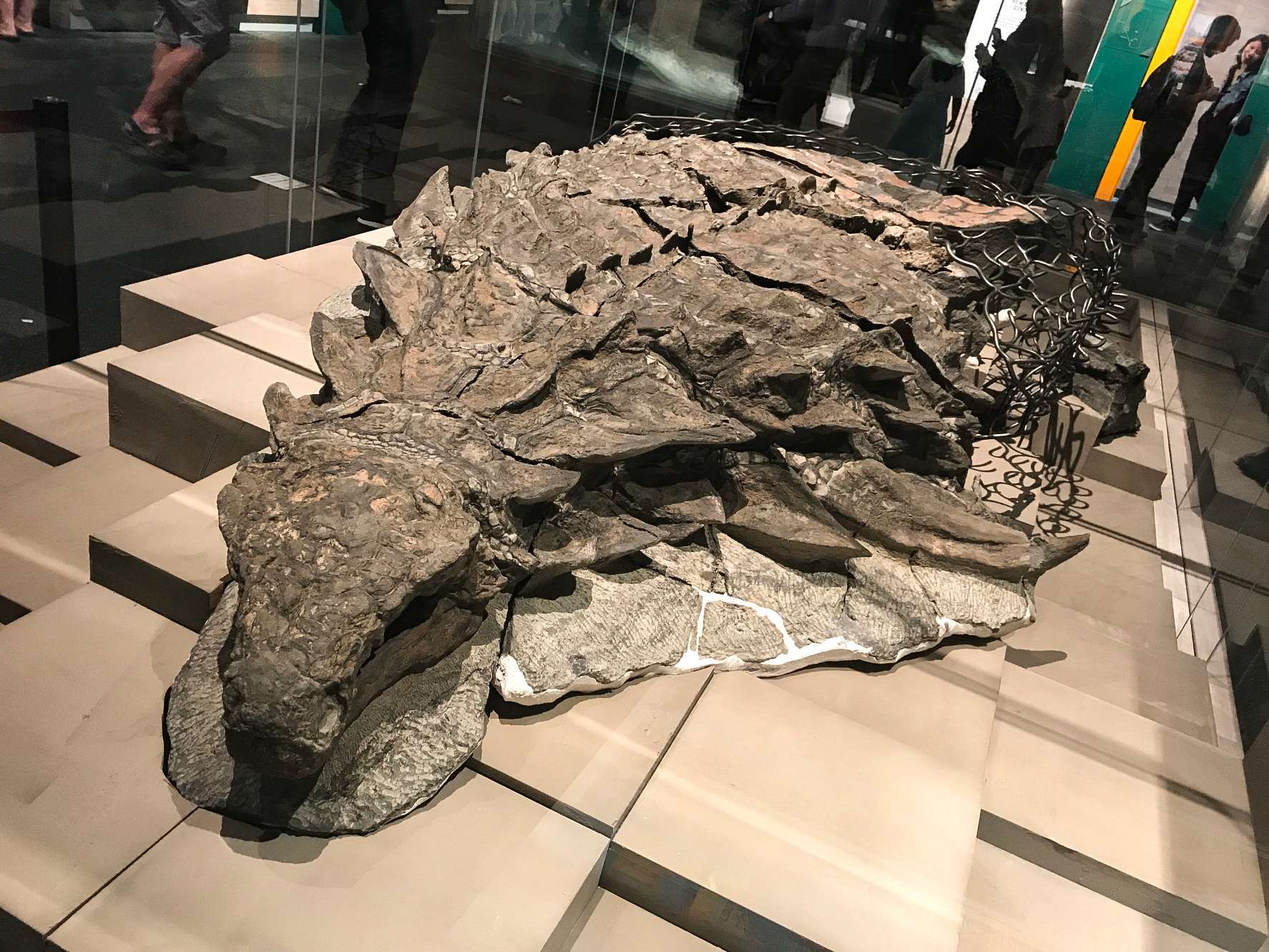 Borealopelta (meaning "Northern shield") is a genus of nodosaurid ankylosaur from the Early Cretaceous of Alberta, Canada. It contains a single species, B. markmitchelli, named in 2017 by Caleb Brown and colleagues from a well-preserved specimen known as the Suncor nodosaur.