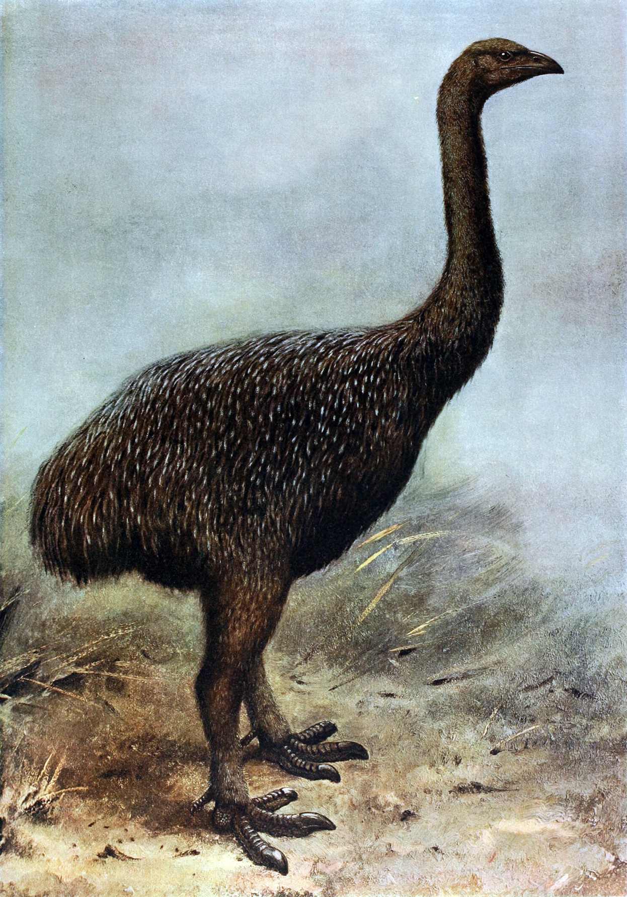 The claw turned out to have belonged to a now-extinct flightless species called moa.