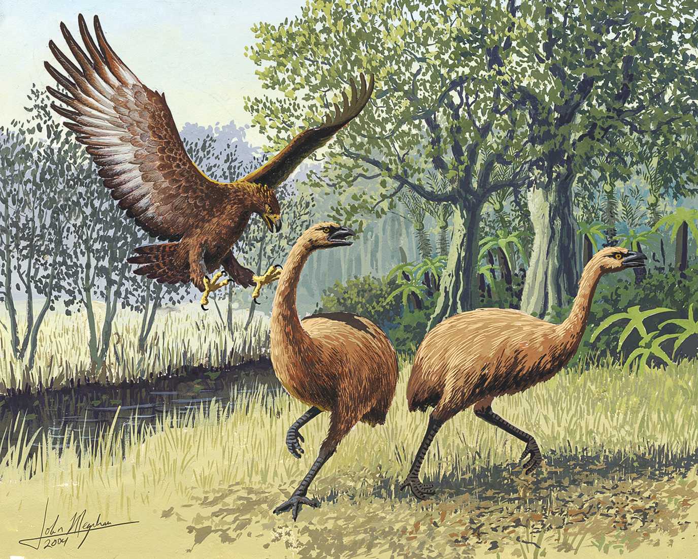 An artist's rendition of a Haast's eagle attacking moa