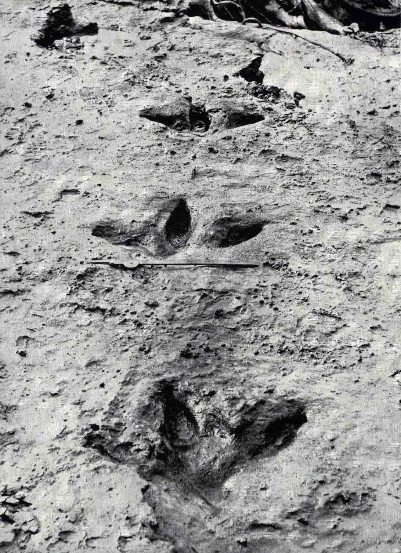 These footprints of Dinornis robustus were exposed in August 1911 when a flood in the Manawatū River swept away the blue clay that had covered and preserved them. They show that the moa had three strong front-pointing toes and, unlike most other ratites, a small rear toe.