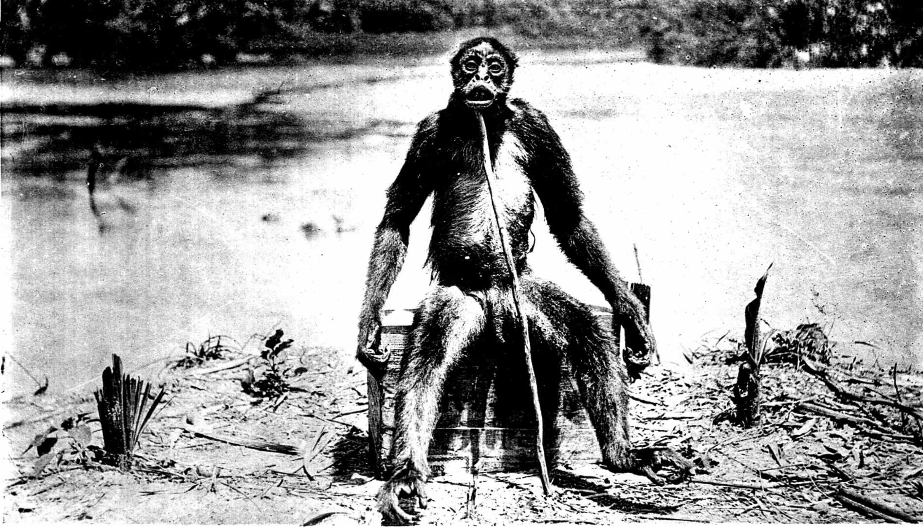 Ẹya toje ti fọtoyiya pipe ti de Loys' ape - “Ameranthropoides loysi”, lati 1929