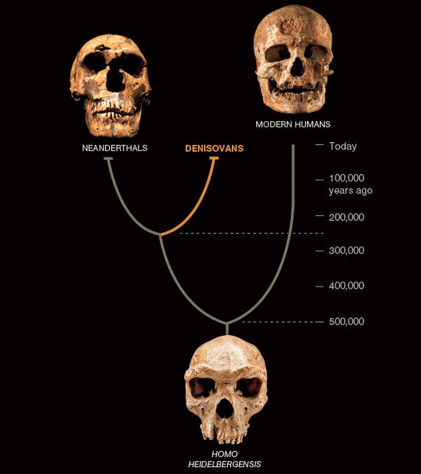 A third kind of human, called Denisovans, seems to have coexisted in Asia with Neanderthals and early modern humans. The latter two are known from abundant fossils and artifacts. Denisovans are defined so far only by the DNA from one bone chip and two teeth-but it reveals a new twist to the human story.