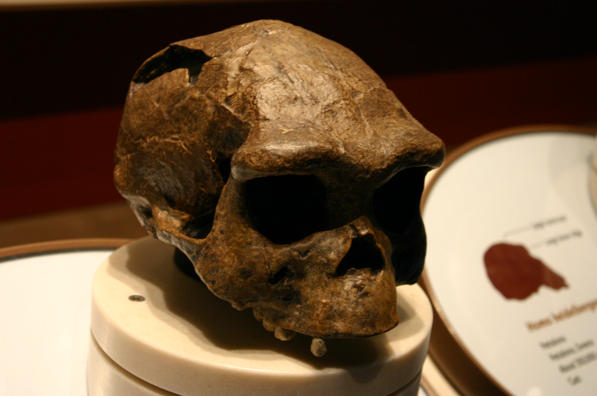 Sima de los Huesos ගුහාවේ ඇති ඇටසැකිල්ල Homo heidelbergensis ලෙස හැඳින්වෙන මුල් මානව විශේෂයට පවරා ඇත. කෙසේ වෙතත්, පර්යේෂකයන් පවසන්නේ අස්ථි ව්‍යුහය නියැන්ඩර්තාල් මානවයාගේ හා සමාන බවයි - සමහරු පවසන්නේ සිමා ඩි ලොස් හියුසෝස් මිනිසුන් හෝමෝ හයිඩෙල්බර්ජන්සිස්ගේ නියෝජිතයින්ට වඩා ඇත්ත වශයෙන්ම නියැන්ඩර්තාල්වරුන් බවයි.