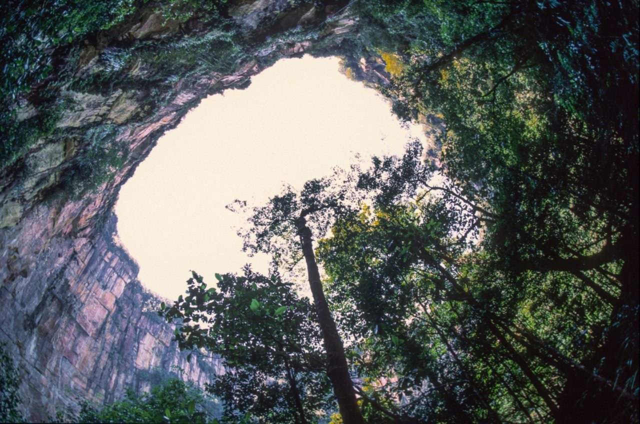 Giant sinkhole in China reveals an undisturbed ancient forest 2