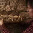 Мумифицированные крокодилы дают представление о создании мумий с течением времени 3
