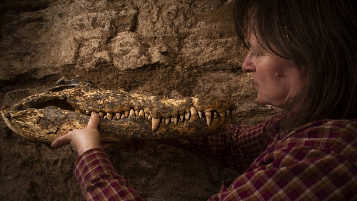 Мумифицираните крокодили дават представа за правенето на мумии във времето 9