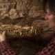 Mumificerede krokodiller giver indsigt i mumiefremstilling over tid 2
