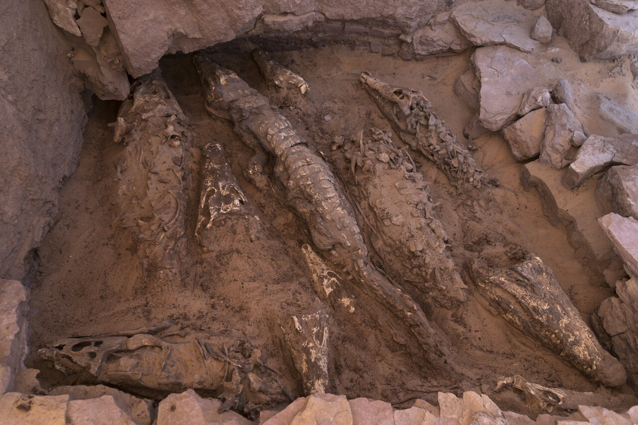 Översikt över krokodilerna under utgrävning. Kredit: Patri Mora Riudavets, medlem av Qubbat al-Hawā-teamet