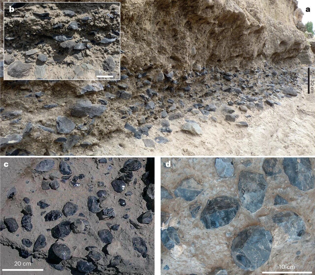Obsežna kopičenja artefaktov iz obsidiana na nivoju C. a,b, splošen pogled na nivo in podrobnosti gostote artefaktov vzdolž pečine MS (a) in vložka (b). c,d, Splošni pogled (c) in detajl (d) koncentracije artefakta (predvsem sekire) v poskusni jami leta 2004.