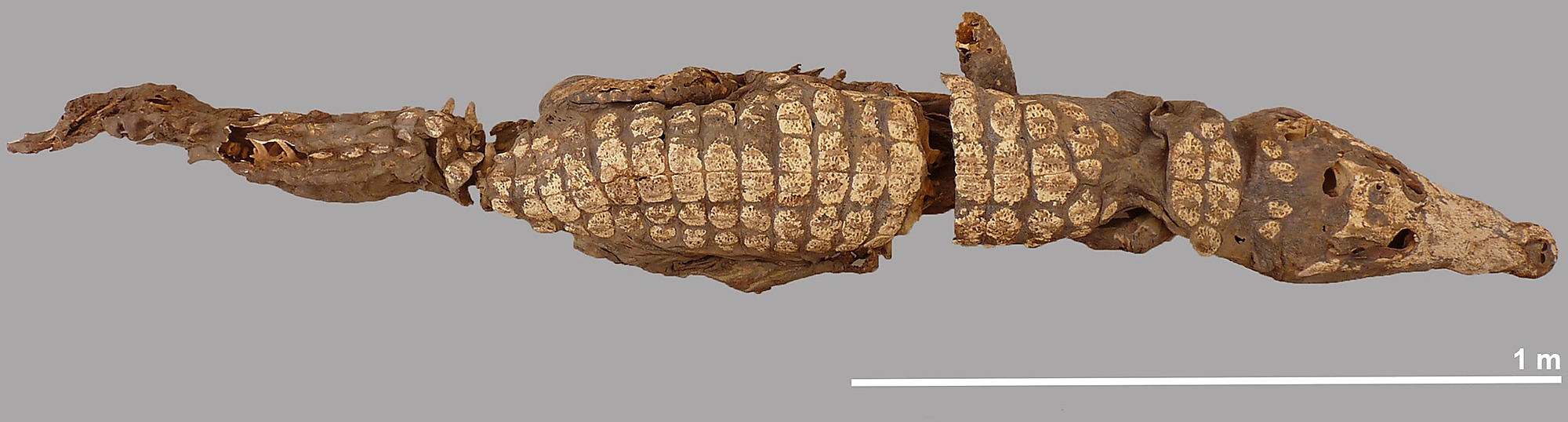 Golygfa dorsal o'r crocodeil cyflawn #5.Patri Mora Riudavets, aelod o dîm Qubbat al-Hawā