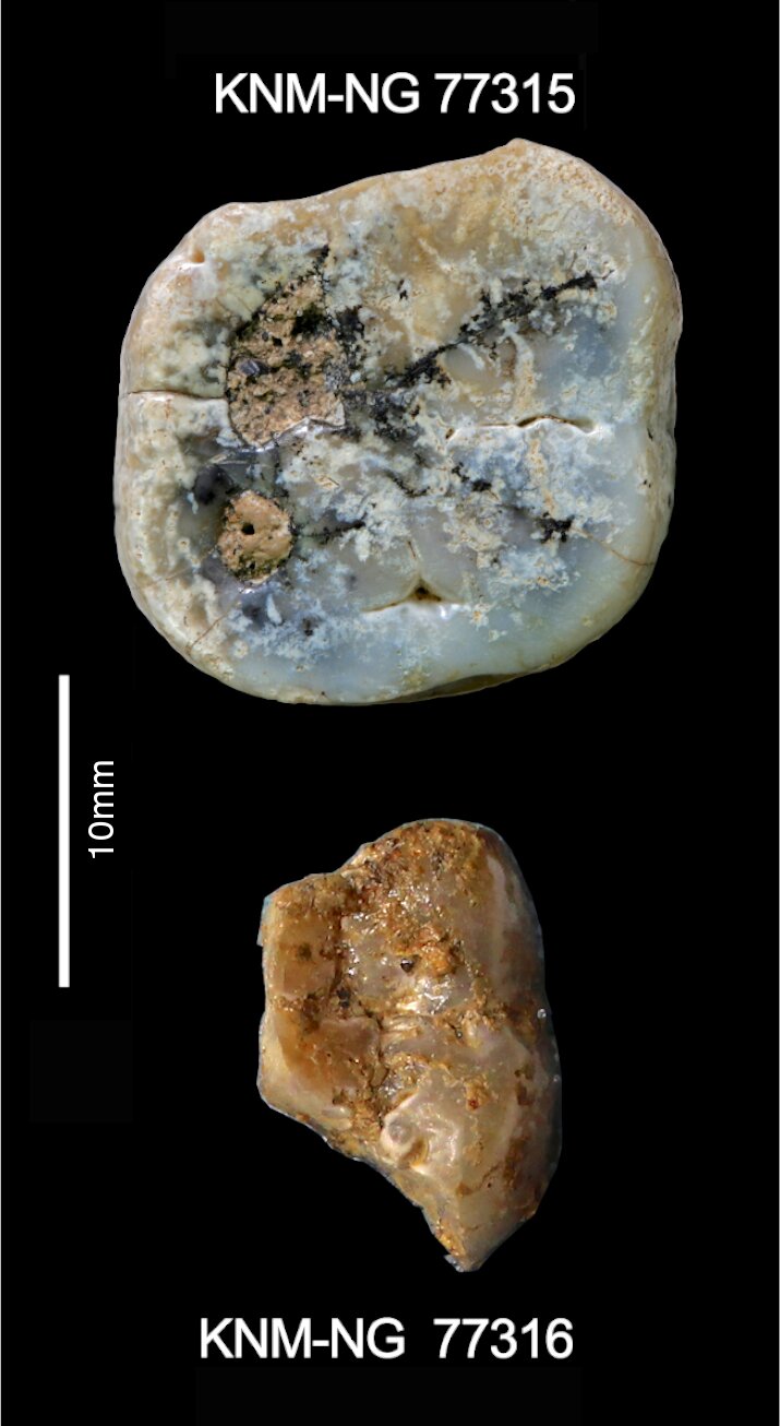 Perkakas batu tertua yang pernah ditemukan tidak dibuat oleh tangan manusia, menurut penelitian 4