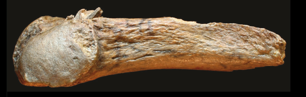 研究人员在美洲发现最古老的骨矛尖 2