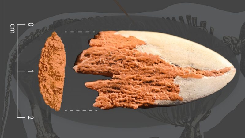 محققان قدیمی ترین نقطه نیزه استخوانی را در قاره آمریکا شناسایی کردند 1