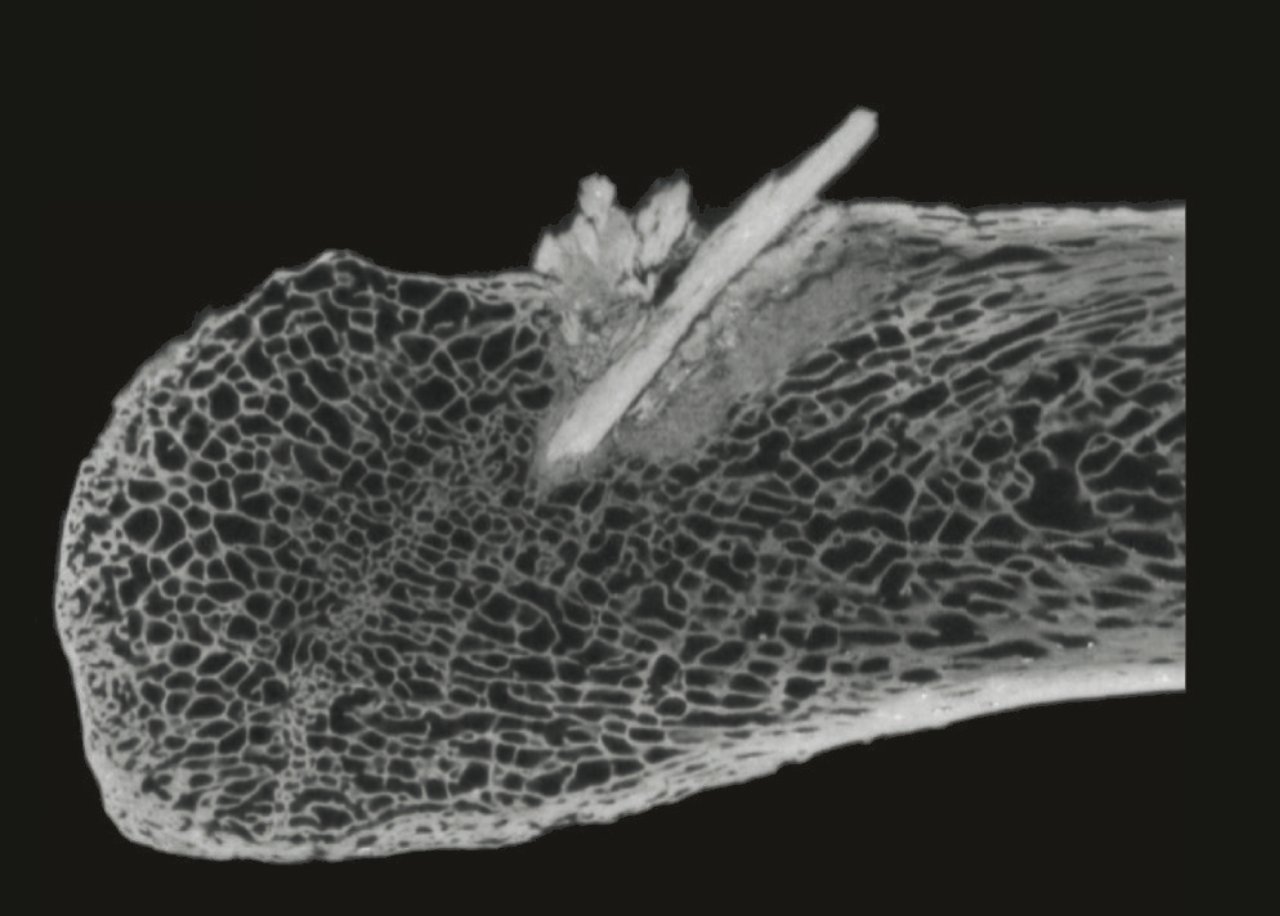 研究人员在美洲发现最古老的骨矛尖 5