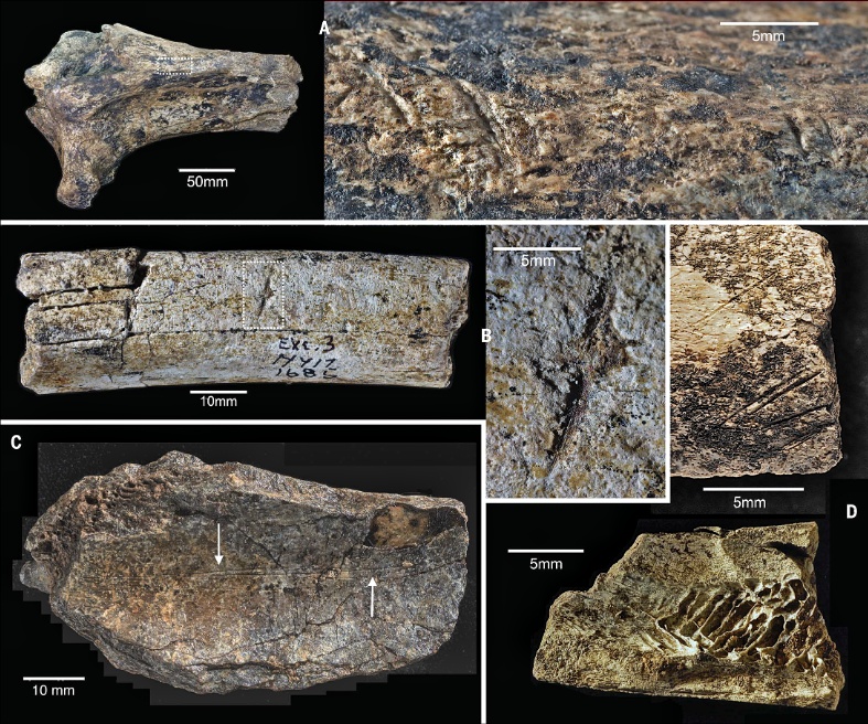 De äldsta stenverktygen som någonsin hittats tillverkades inte av mänskliga händer, tyder studien 3