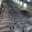 Photograph of horse skeletons in the "Sacrificial Horse Pit", a burial site from the times of the State of Qi, believed to belong to the tomb of Duke Jing of Qi who reigned from 547 to 490 BC.