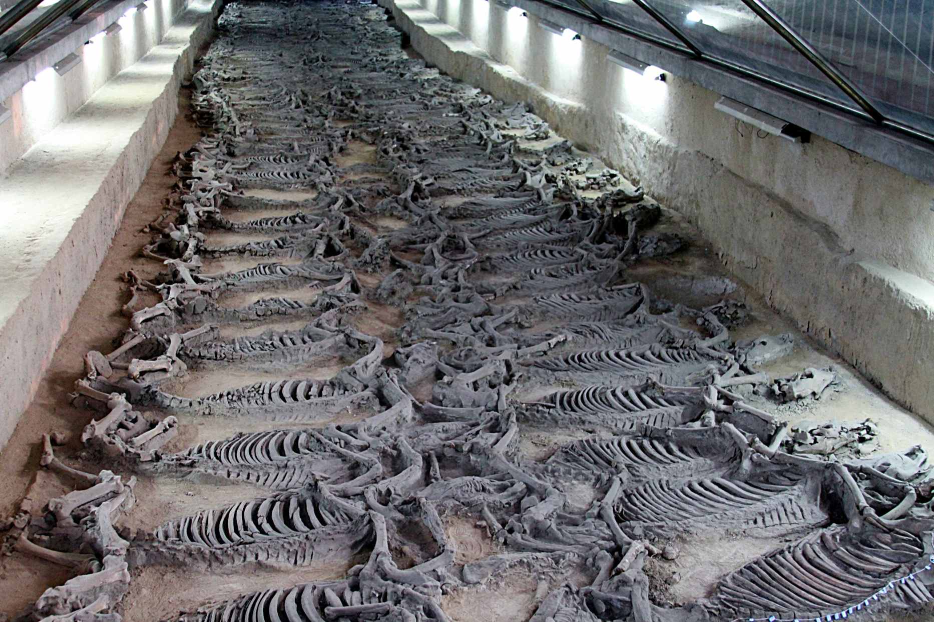 Photograph of horse skeletons in the "Sacrificial Horse Pit", a burial site from the times of the State of Qi, believed to belong to the tomb of Duke Jing of Qi who reigned from 547 to 490 BC.