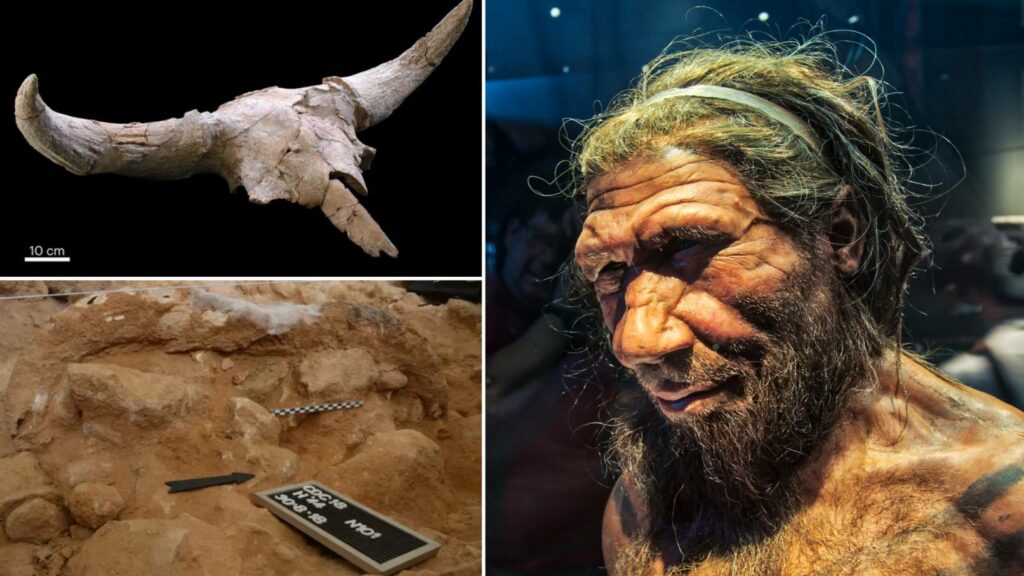 Did Neanderthals keep hunting trophies? 4