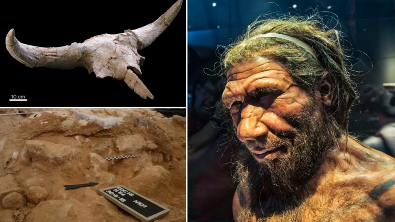 Fortsatte neandertalarna att jaga troféer? 1