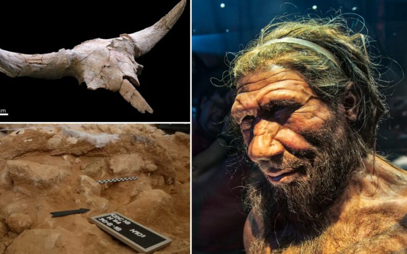 Os neandertais mantiveram troféus de caça? 7