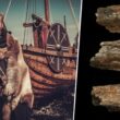 Primera evidencia científica sólida de que los vikingos trajeron animales a Gran Bretaña 4