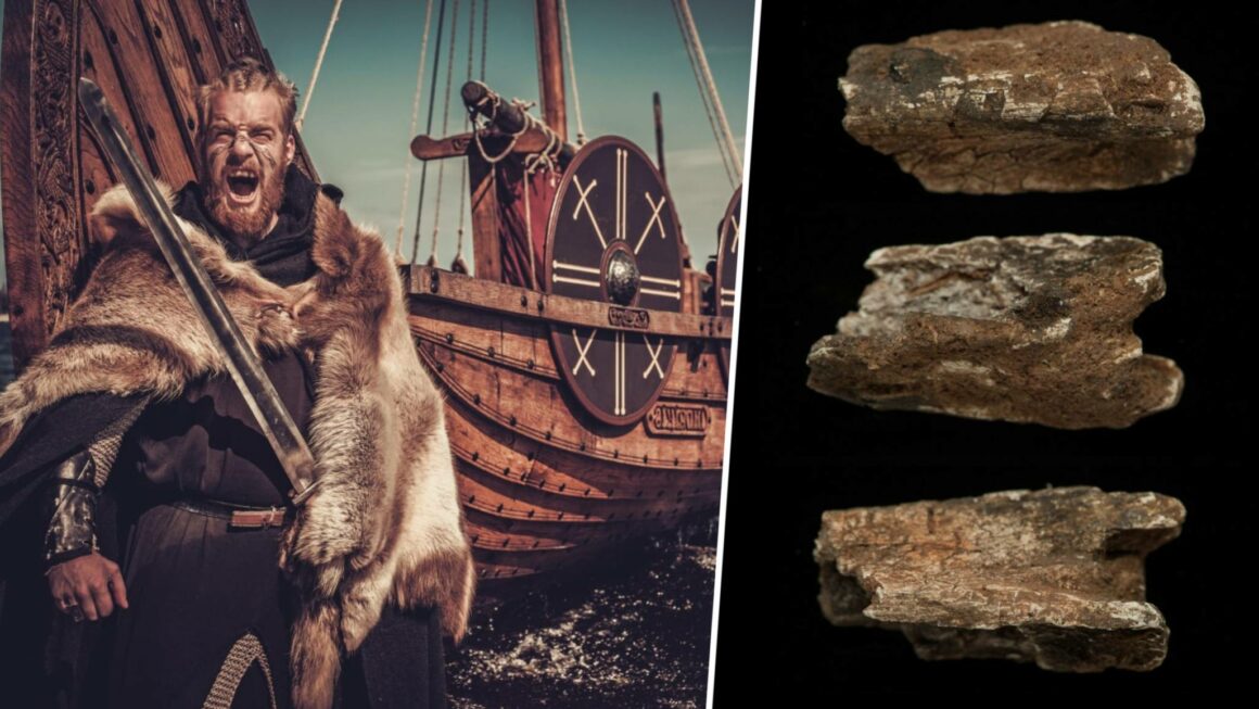 Vikinglerin hayvanları Britanya'ya getirdiğine dair ilk somut bilimsel kanıt 8