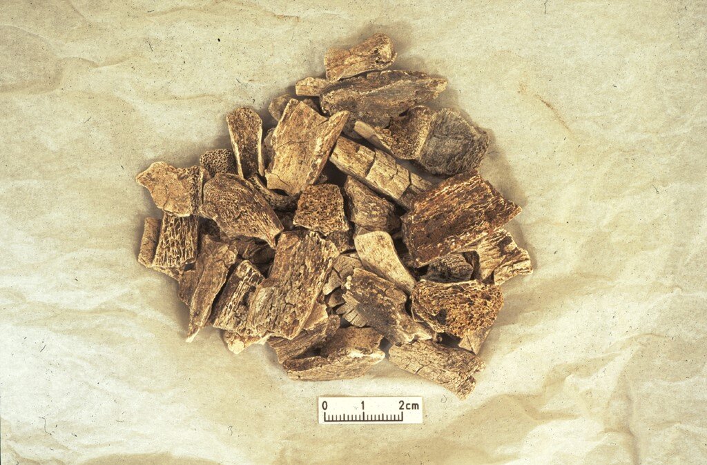 Tulang hewan dan manusia yang dikremasi dari pemakaman Heath Wood Viking.
