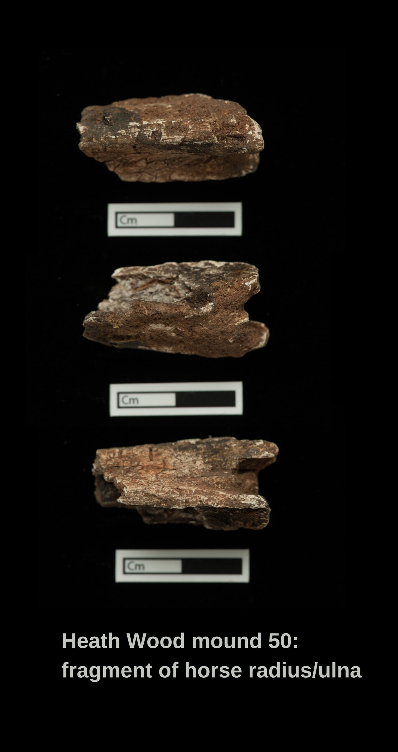 Fragment of a sampled cremated horse radius/ulna from faus mound 50 at Heath Wood.