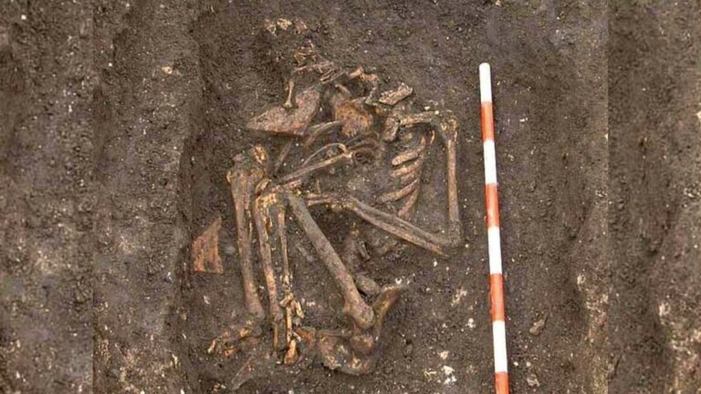 Aworan ti egungun SK3870 lori aaye ni awọn excavations ni York Barbican. Kirẹditi: Lori Aye Archaeology