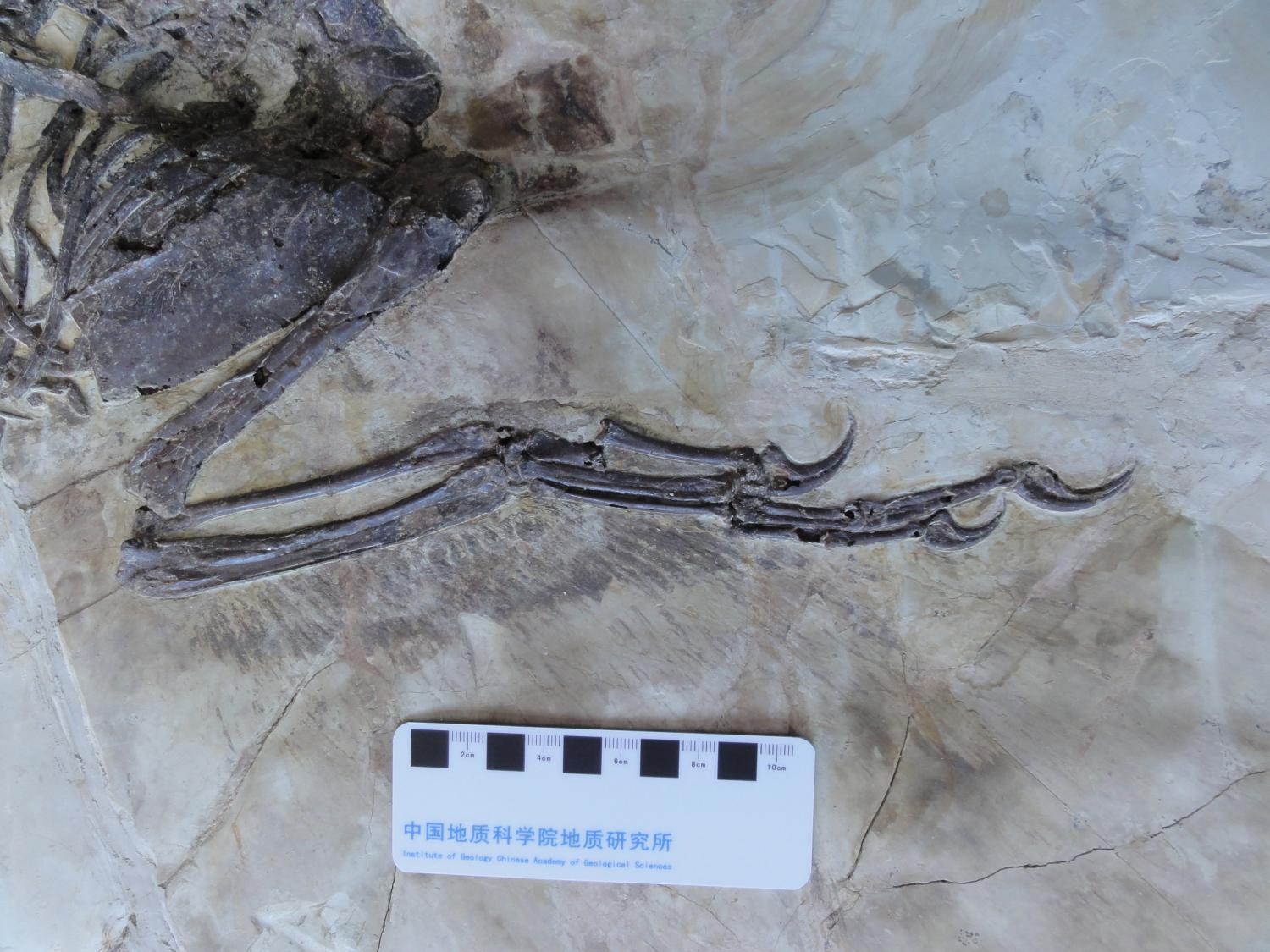 Znanstveniki so pravkar našli velociraptorjevega pernatega kitajskega bratranca 1