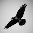 Dreaming of a crow – what does it mean? A guide to spiritual symbolism 5