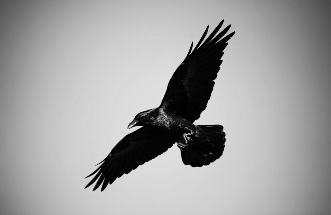 Сонување на врана - што значи тоа? Водич за духовна симболика 11