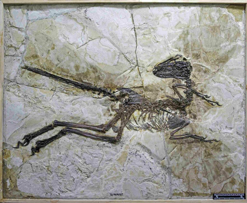 Vědci právě našli velociraptorova opeřeného čínského bratrance 4