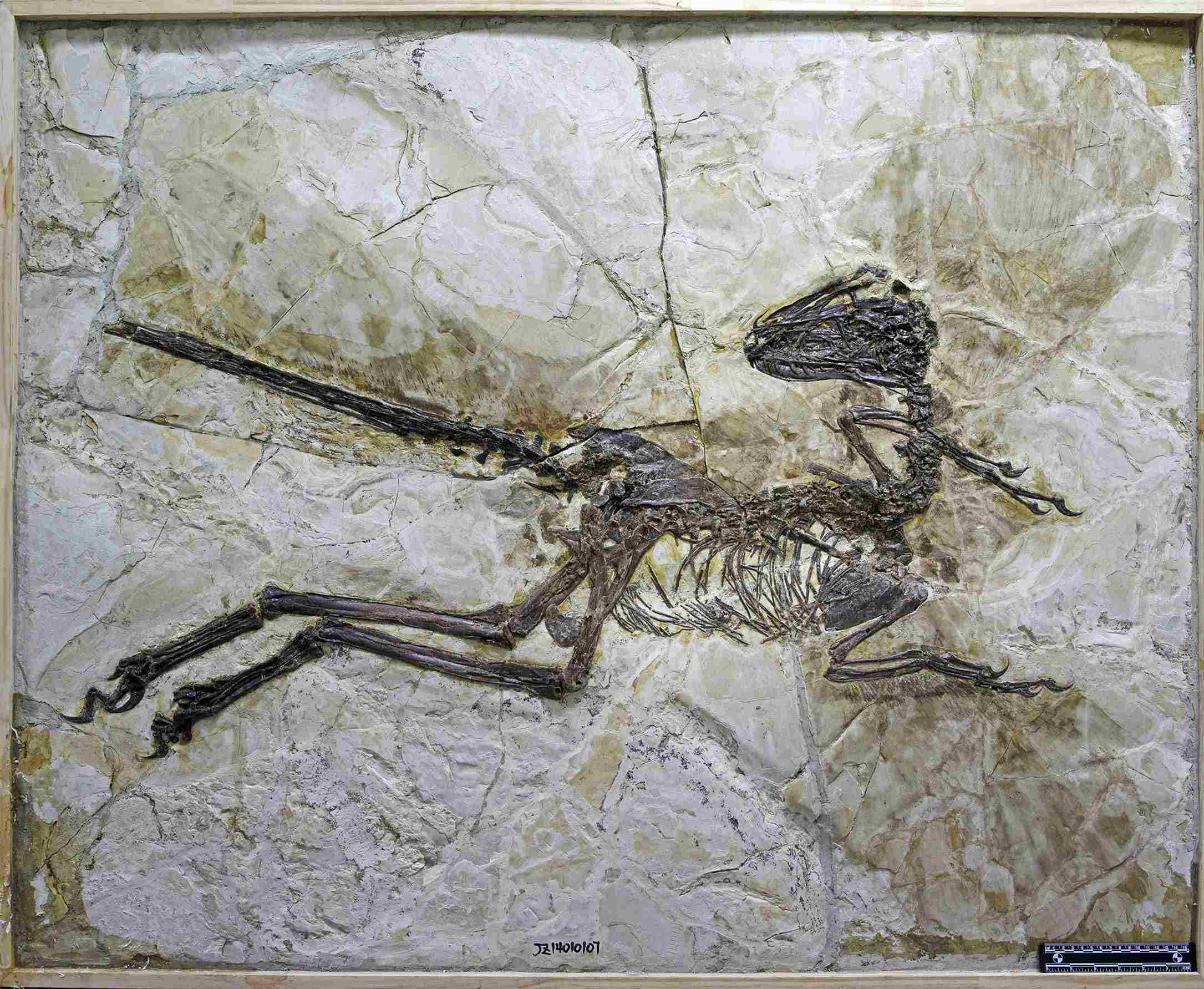 Znanstveniki so pravkar našli velociraptorjevega pernatega kitajskega bratranca 2