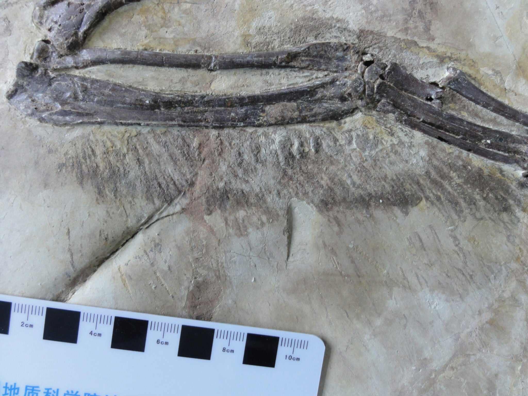 Znanstveniki so pravkar našli velociraptorjevega pernatega kitajskega bratranca 3