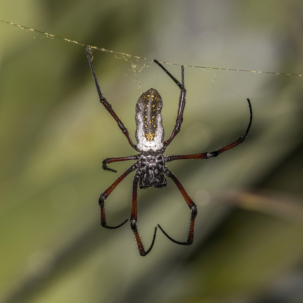 The silk produced by the golden orb spider has a sunny yellow hue.