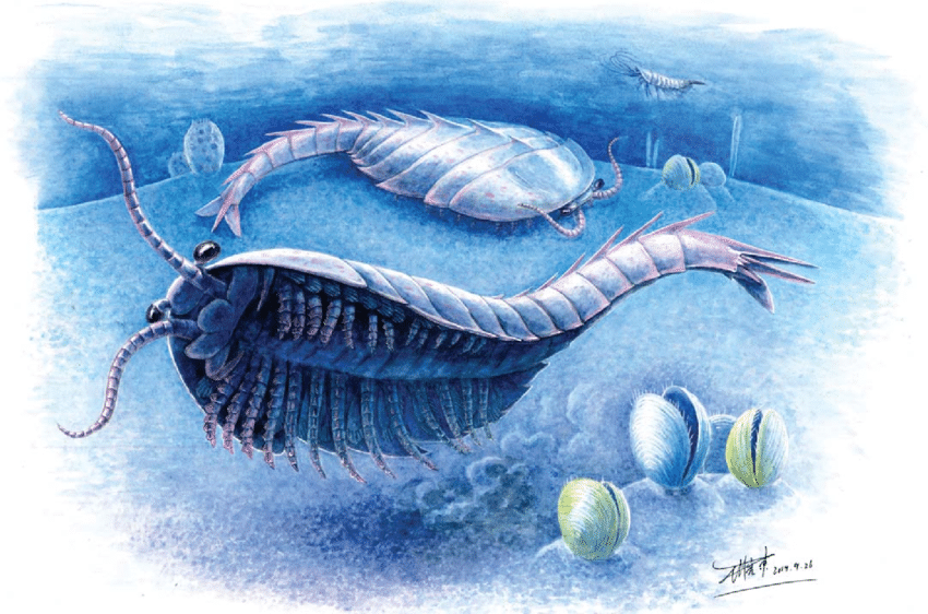 Descubierta criatura marina de 500 millones de años con extremidades debajo de la cabeza 2