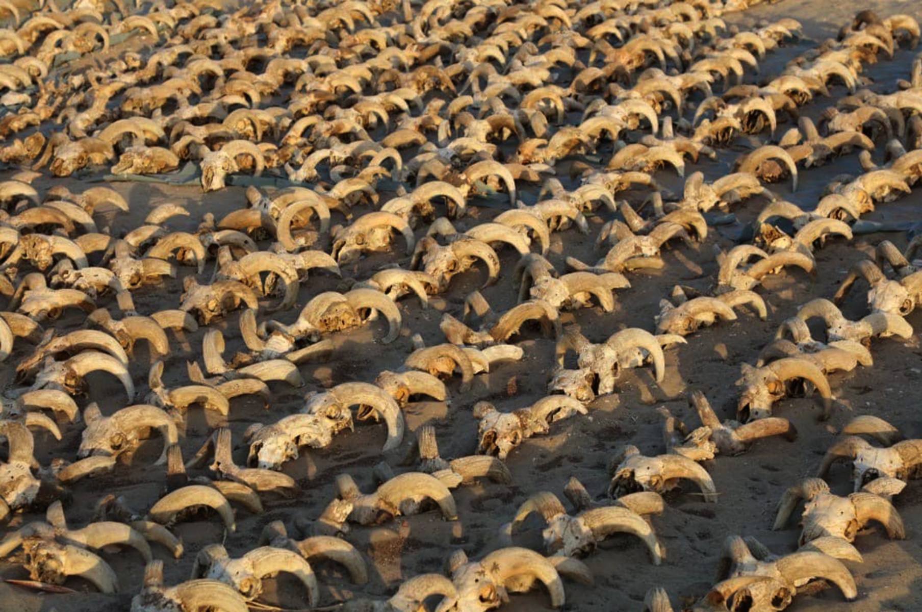 Vaizdas apie 2,000 mumifikuotų avinų galvų, atidengtų atliekant kasinėjimus, kuriuos atliko amerikiečių misija iš Niujorko universiteto – Senovės pasaulio tyrimų instituto (ISAW) Ramses II šventykloje Abydos mieste, Sohago gubernijoje, Egipte.