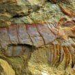 500-million-year-old sea creature with limbs under its head unearthed 2