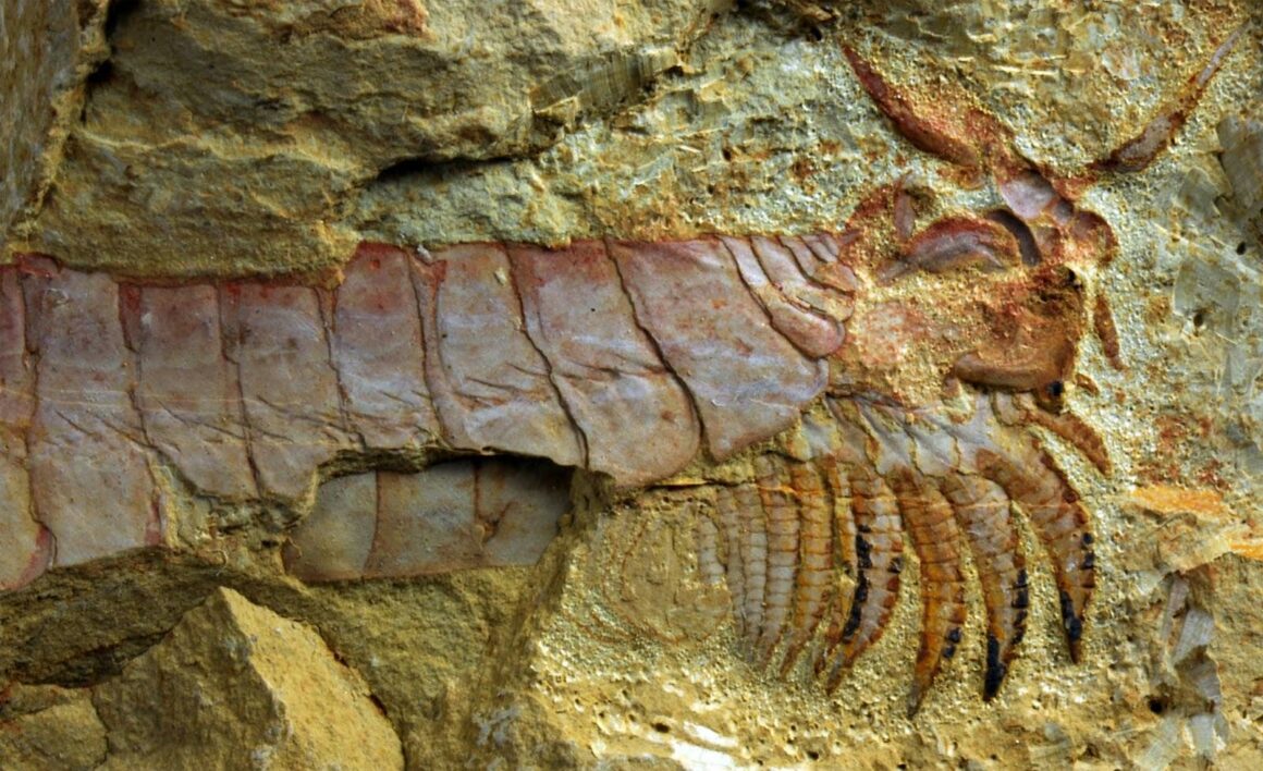500 milionů let starý mořský tvor s končetinami pod hlavou objeven 8