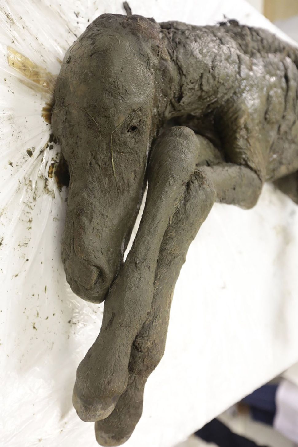 Skin, hair and soft tissue of the ancient foal have remained intact for more than 30,000 years.