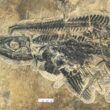 A fossil of the dolphin-bodied marine reptile known as an ichthyosaur, discovered as part of a giant cache of nearly 20,000 fossils in China.