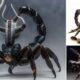 Aqrabuamelu - de mystiske skorpionmennene i Babylon 4
