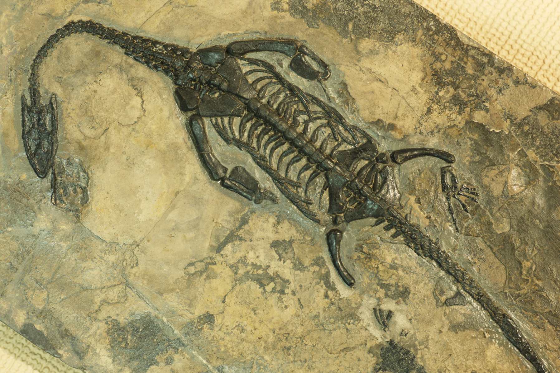 thalattosaur fossil