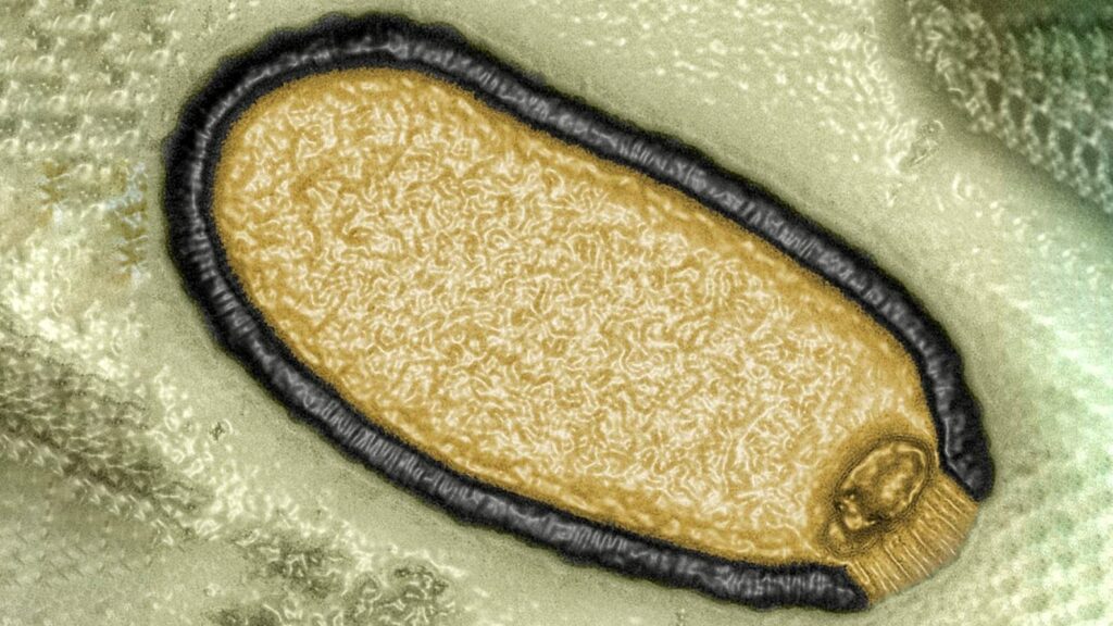 Des scientifiques ont ressuscité un virus «zombie» qui a passé 48,500 2 ans gelé dans le pergélisol 