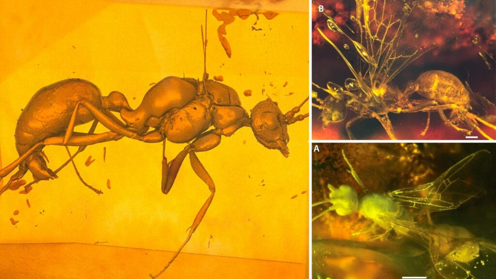 Scientists discover new extinct ant species encased in amber 6