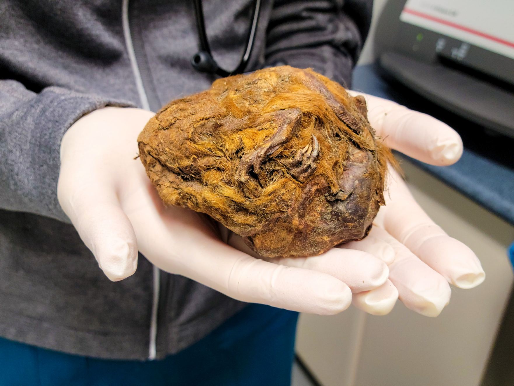 This lump of fur and claws is actually a balled-up mummified squirrel.