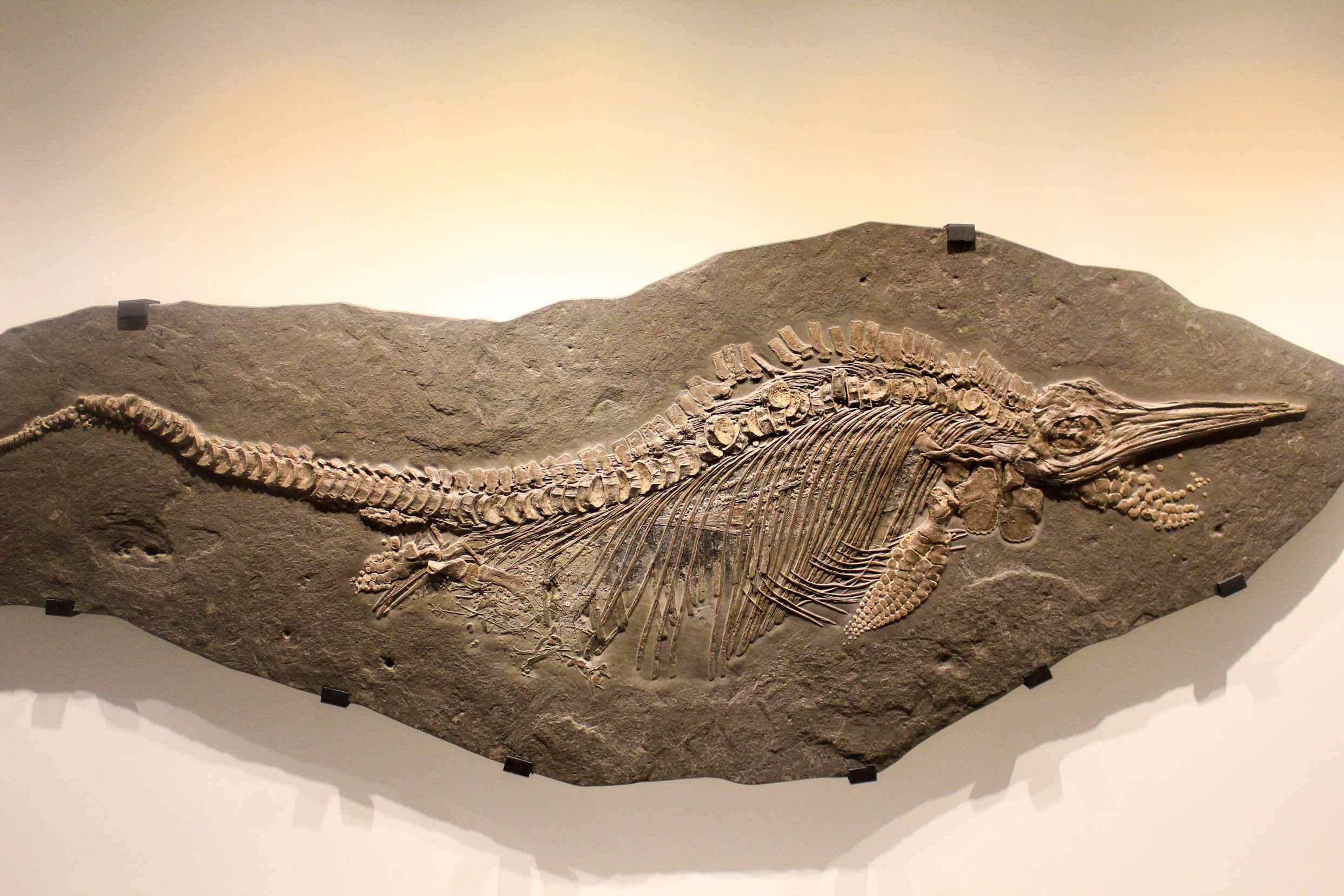 Huesos y restos de animales prehistóricos Un fósil de ictiosaurio o lagarto tiburón