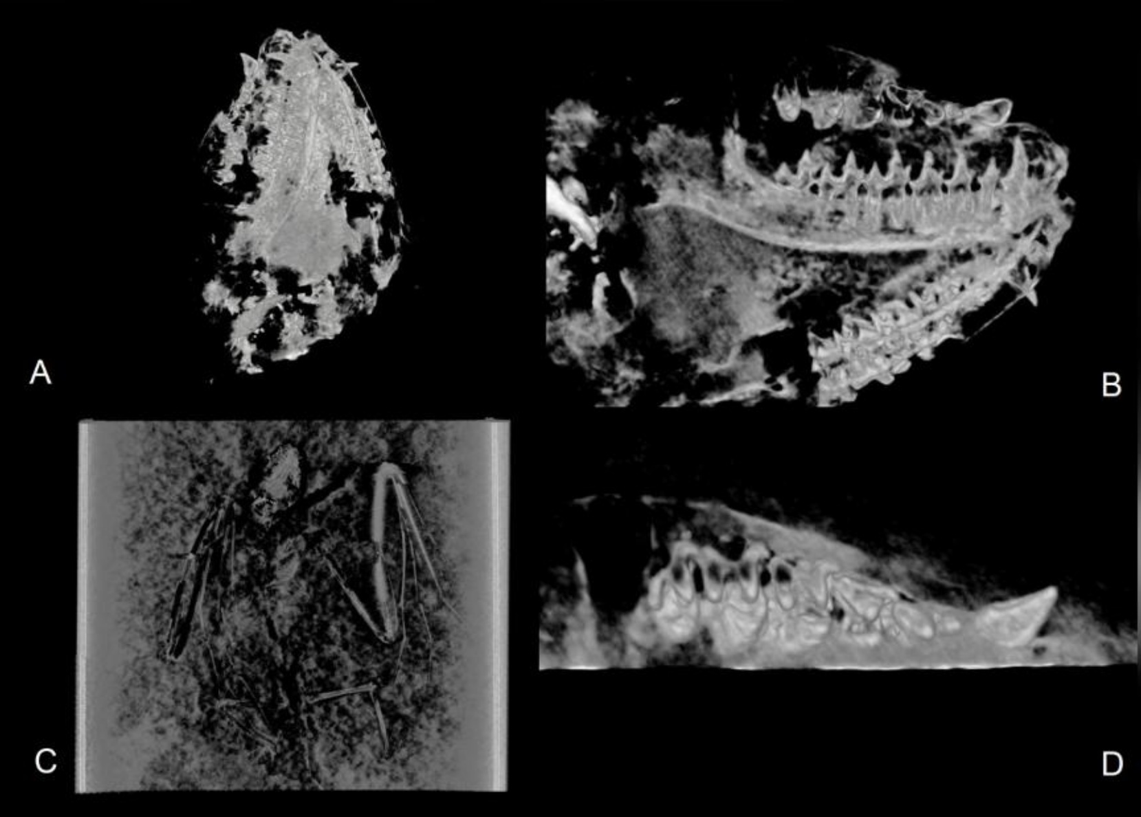 Shown here are CT visualizations of Icaronycteris gunnelli, including the following views: A) ventral view skull; B) labial view of right dentary; C) Dorsal view skeleton; D) Occlusal view of right maxilla.