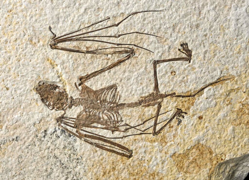 Foto ühest kahest äsja kirjeldatud nahkhiirte skeletist, mis esindab Icaronycteris gunnelli. See isend, holotüüp, on nüüd Ameerika loodusloomuuseumi uurimiskogudes.
